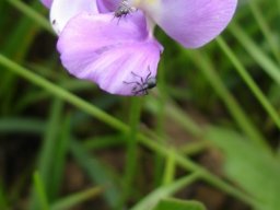 Vigna vexillata flower inspection